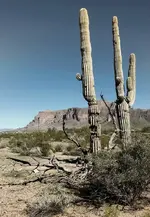 10269566_1385809171727100_3675502015679819979_n.webp