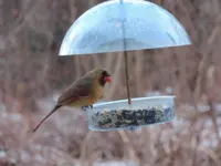 K1600_005.webp