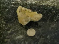 fossil 002.webp