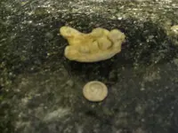 fossil 003.webp