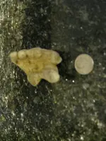 fossil 004.webp