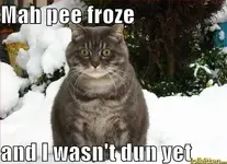 funny-cat-lolcat-winter-problems.webp
