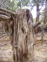 massivejunipertrailpointernv.webp