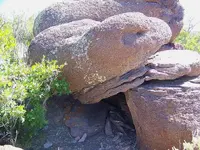 turtleheadcloseupnevada.webp