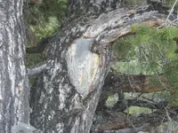 crazyblazeneardeathtrap.webp