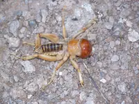nevadacamelspider 002.webp