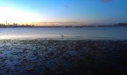 IMAG0215.webp