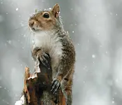 Squirrel.webp
