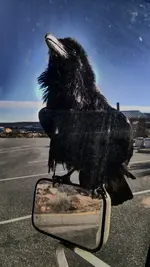 raven.webp