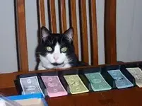 cat monopoly money.webp