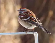 034.webp