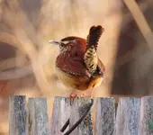 037.webp