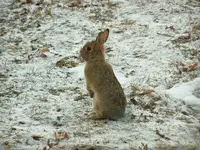 bunny standing.webp