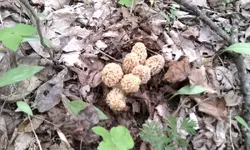 phone pictures 272.webp