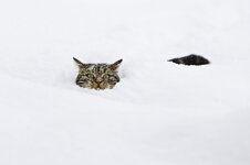 domestic-cat-felis-catus-in-deep-snow-konrad-wothe.jpg