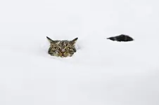 domestic-cat-felis-catus-in-deep-snow-konrad-wothe.webp