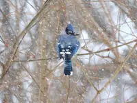 035.webp