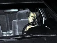 drivingdog.webp