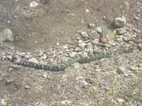 Tr_CalifGreenSnake.webp