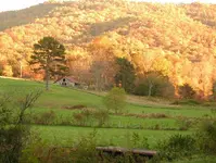 Autumn Gold.webp