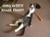 caught cat.webp
