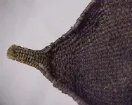 stick 292.webp