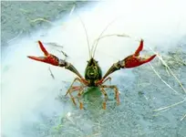 Crawfish-Fighting.webp