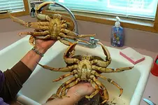 2 big ones.webp