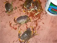 5 crabs.webp