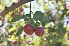 001_1.webp