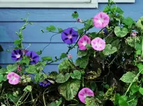 ImageUploadedByTreasureNet.com1423659896.018879.webp