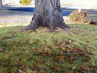 green 1.webp