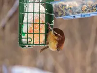 040.webp