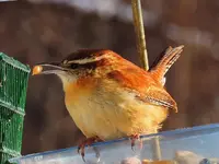 088.webp