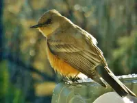 RSCN2281.webp