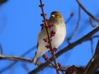 K1600_100.webp
