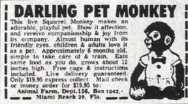 PetMonkey.webp