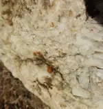 Orange-1.webp