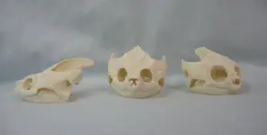 TurttleSkulls.webp