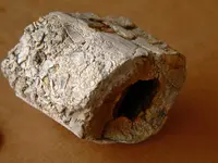 bone003.webp