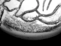 magnifying_2015-01-21_03-33-34.webp