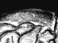 magnifying_2015-01-21_03-41-02.webp