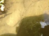 image.webp