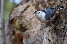 00444.webp