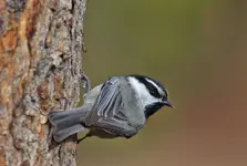 00533.webp