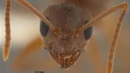 Antsbuildtoiletstoo.webp
