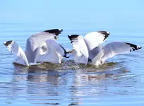K1600_041.webp