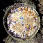 claypot1.webp