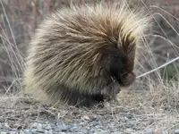 K1600_friendly-porcupine.webp