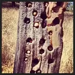 Acorns_in_fence_post.webp